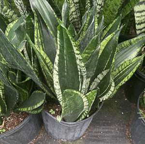 Whitney Sansevieria